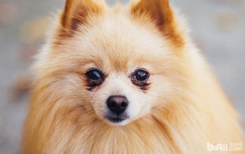 博美犬患上白内障的原因都有哪些？
