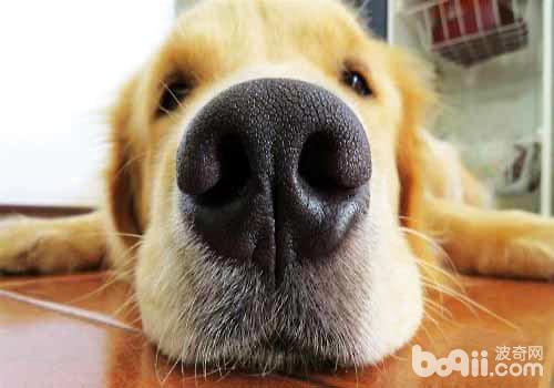 狗狗鼻子干是生病了吗？