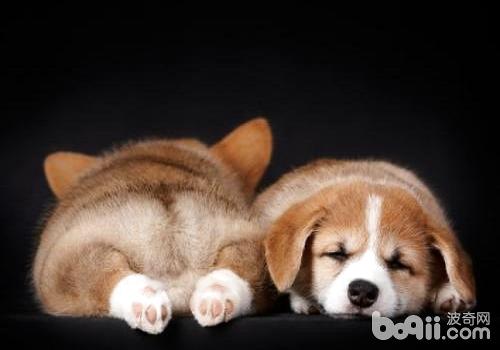 狗狗睡觉翻白眼是什么情况？有影响吗？