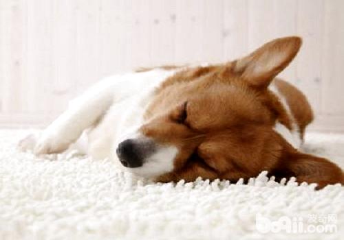 犬细小病毒治疗方法及预防措施