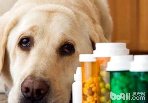 小狗拉肚子吃什么药？狗狗拉肚子的原因有哪些？