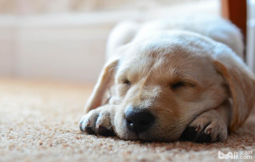 导致狗狗肠胃炎的原因有哪些，怎么预防狗狗肠胃炎？
