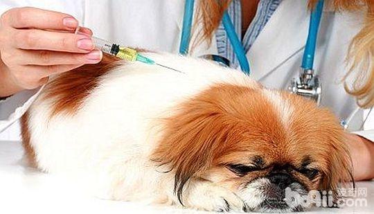 自出生起狗狗需要接种的疫苗都有哪些？