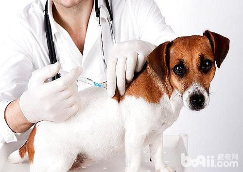 狗狗接种疫苗需要注意的事情有哪些？