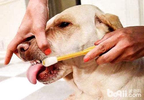 治疗狗狗嘴溃疡的办法都有哪些？