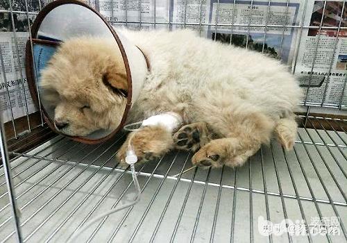 犬细小如何治疗，犬细小的预防方法