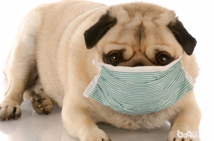 狗狗真假感冒的症状都有哪些不同？