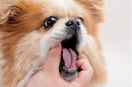 给狗狗喂药的技巧都有哪些？