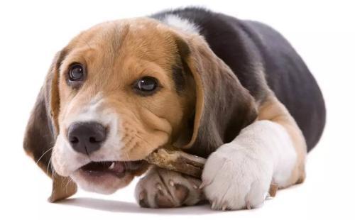 狗狗胃炎怎么治疗？狗狗胃炎症状