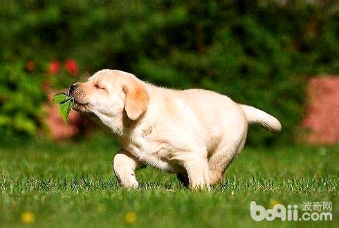 狗感染狂犬病多久会死