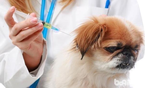 导致狗狗接种疫苗失败的因素都有哪些？