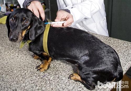 导致狗狗接种疫苗失败的因素都有哪些？