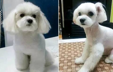 当小狗拉肚子的时候我们该怎么办呢？