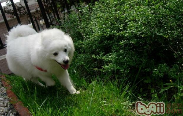 狗狗的春季护理--关于狗狗换毛、发情及驱虫疫苗