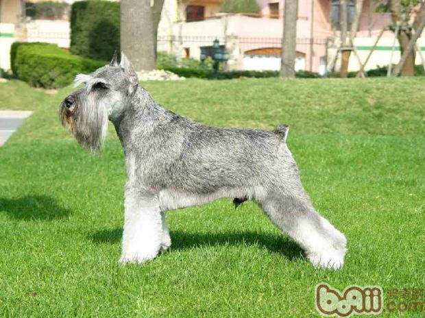 雪纳瑞犬（Schnauzer）品种介绍