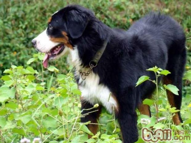 伯恩山犬（Bernese Mountain Dog）品种介绍