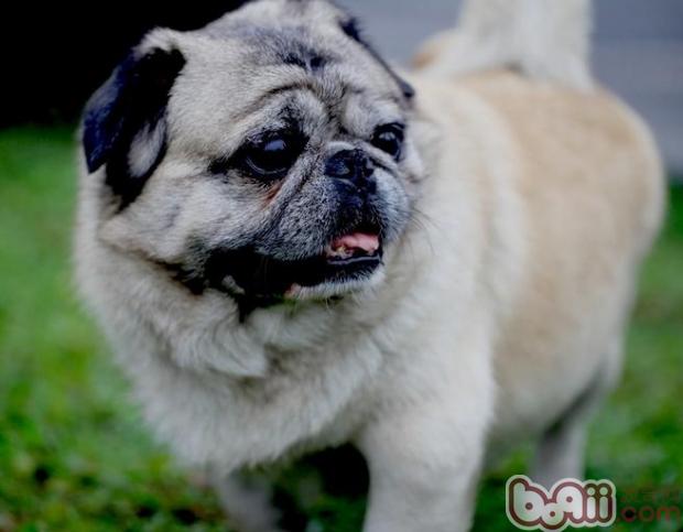 巴哥犬（Pug）品种介绍
