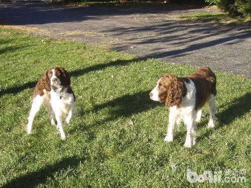 英国史宾格犬(English Springer Spaniel)品种介绍