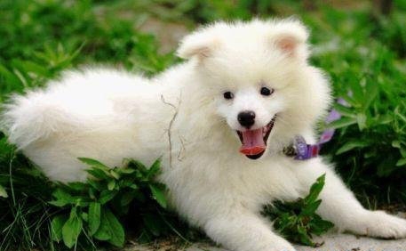 认熟不认生的日本萌犬小银狐