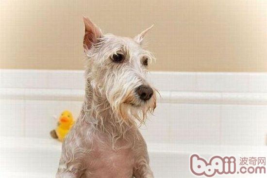 狗狗洗澡的目的和合适的时间
