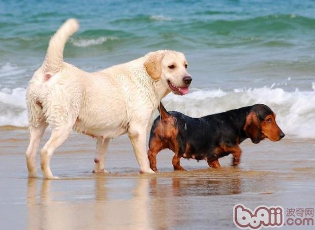 夏天带狗去海边的几大好处