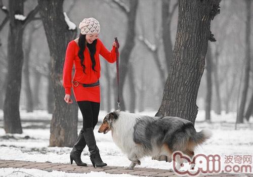 苏格兰牧羊犬美毛食物