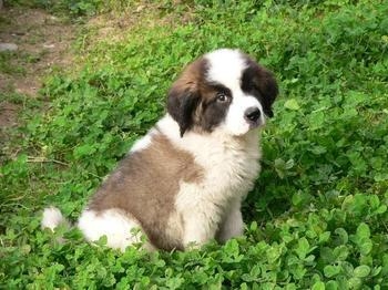 圣伯纳犬可以吃的果类