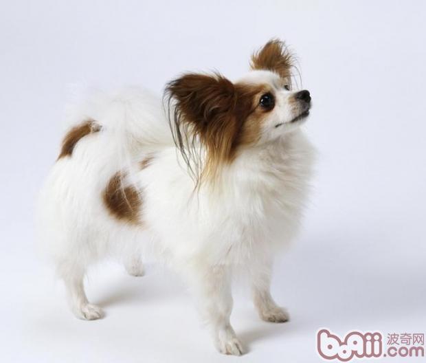 蝴蝶犬的牙齿要怎么护理
