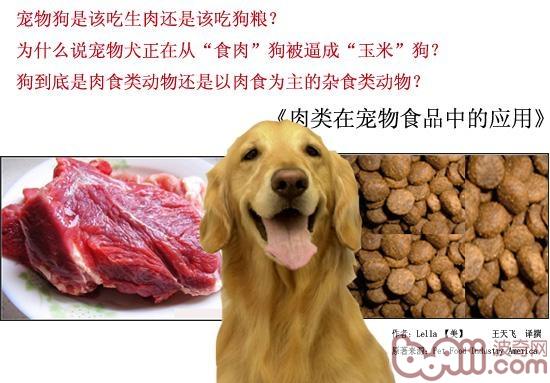 狗是肉食类动物还是以肉食为主的杂食类动物