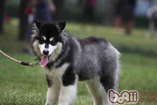 阿拉斯加犬能不能喝牛奶