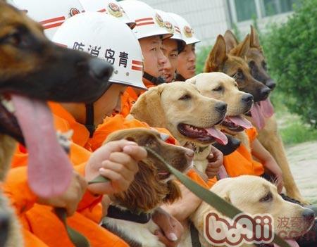 关于搜救犬的作用以及训练方法的介绍