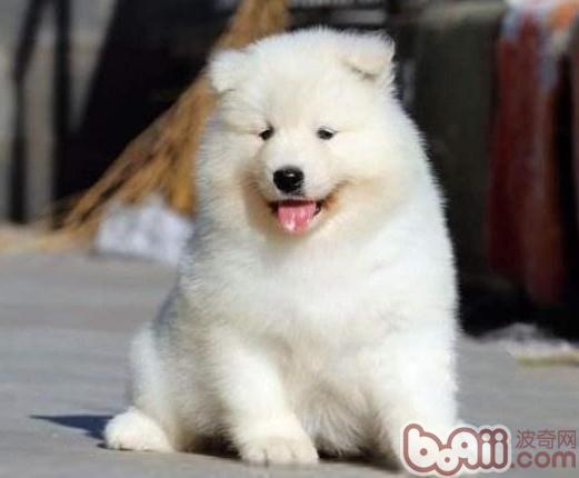 家养小萨摩应该注意的三个事项