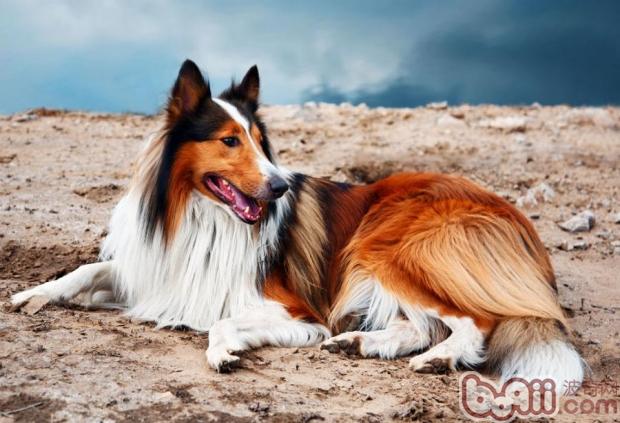 苏格兰牧羊犬选购要点
