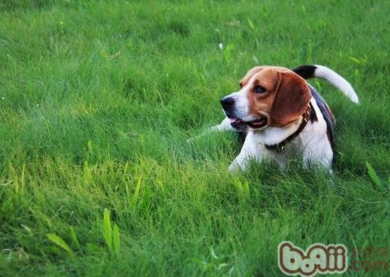 比格犬的肢体语言涵义