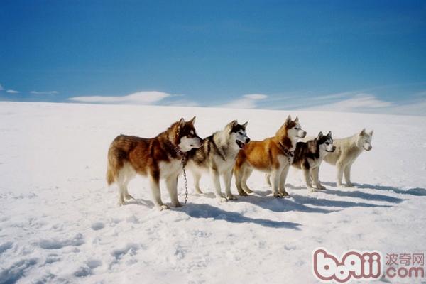 阿拉斯加雪橇犬和哈士奇的区别