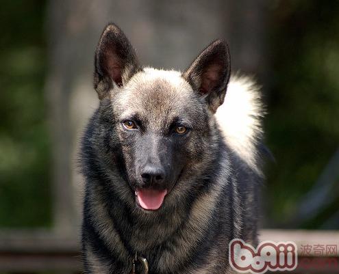 挪威猎麋犬简介