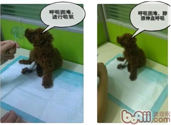 一例泰迪犬吃”多”了的恶果病例