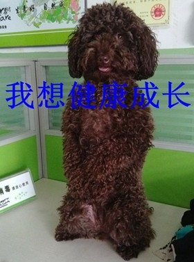 一例泰迪犬吃”多”了的恶果病例