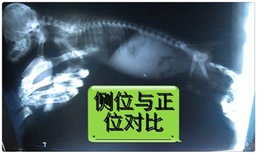 一例泰迪犬吃”多”了的恶果病例