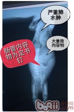 一例泰迪犬吃”多”了的恶果病例