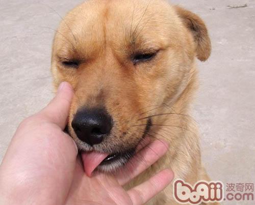 中华田园犬是什么样的犬