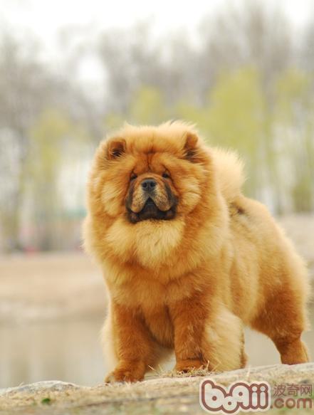关于松狮犬的日常护理办法