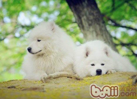 饲养老年犬的五个注意点