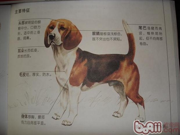 比格犬的养育条件