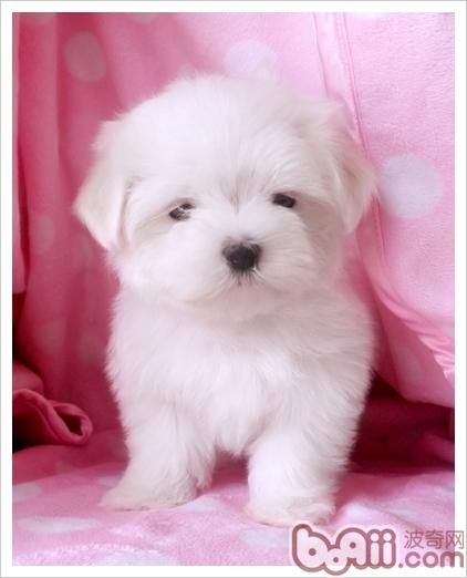 马尔济斯犬饲养管理基础
