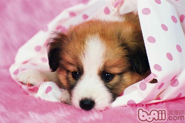 良好睡眠对狗狗的重要性