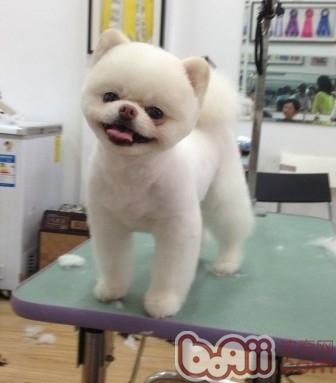 夏季狗狗清凉造型推荐