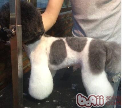 夏季狗狗清凉造型推荐