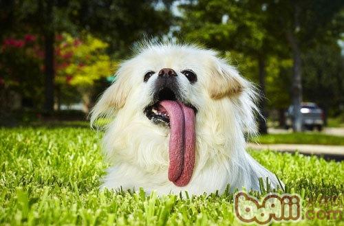 关于蝴蝶犬、北京犬和哈巴犬的饲养方式