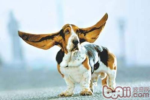 狗狗耳朵的日常护理